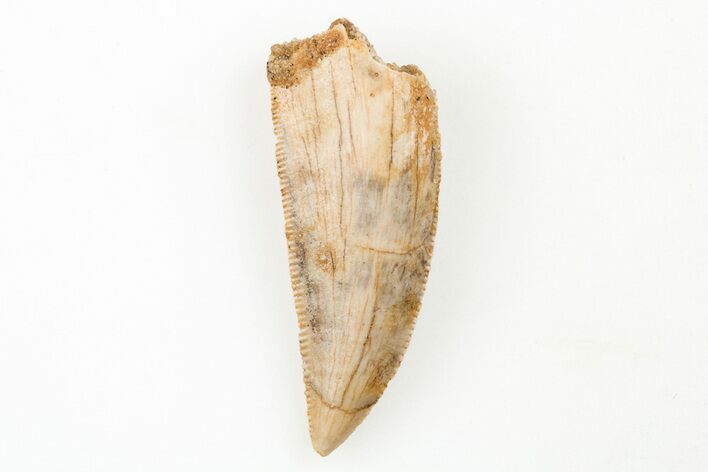 Serrated, Raptor Tooth - Real Dinosaur Tooth #196623